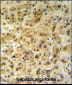GNS Antibody (Center N189)